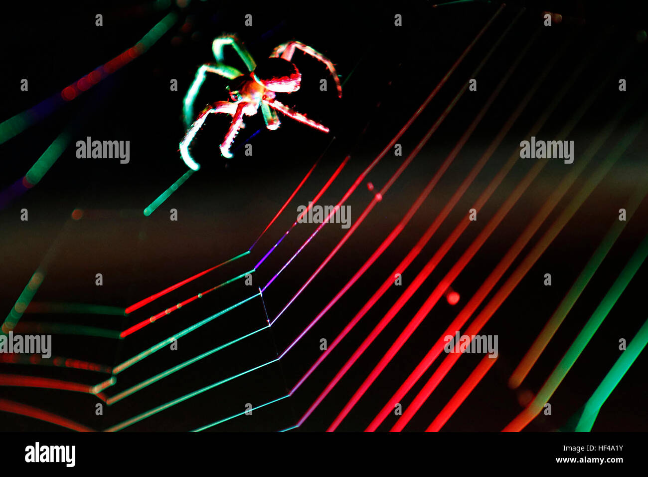 La specie di ragno Araneus diadematus è comunemente chiamato il giardino europeo spider, diadema spider, cross spider, o coronato orb weaver. Foto Stock