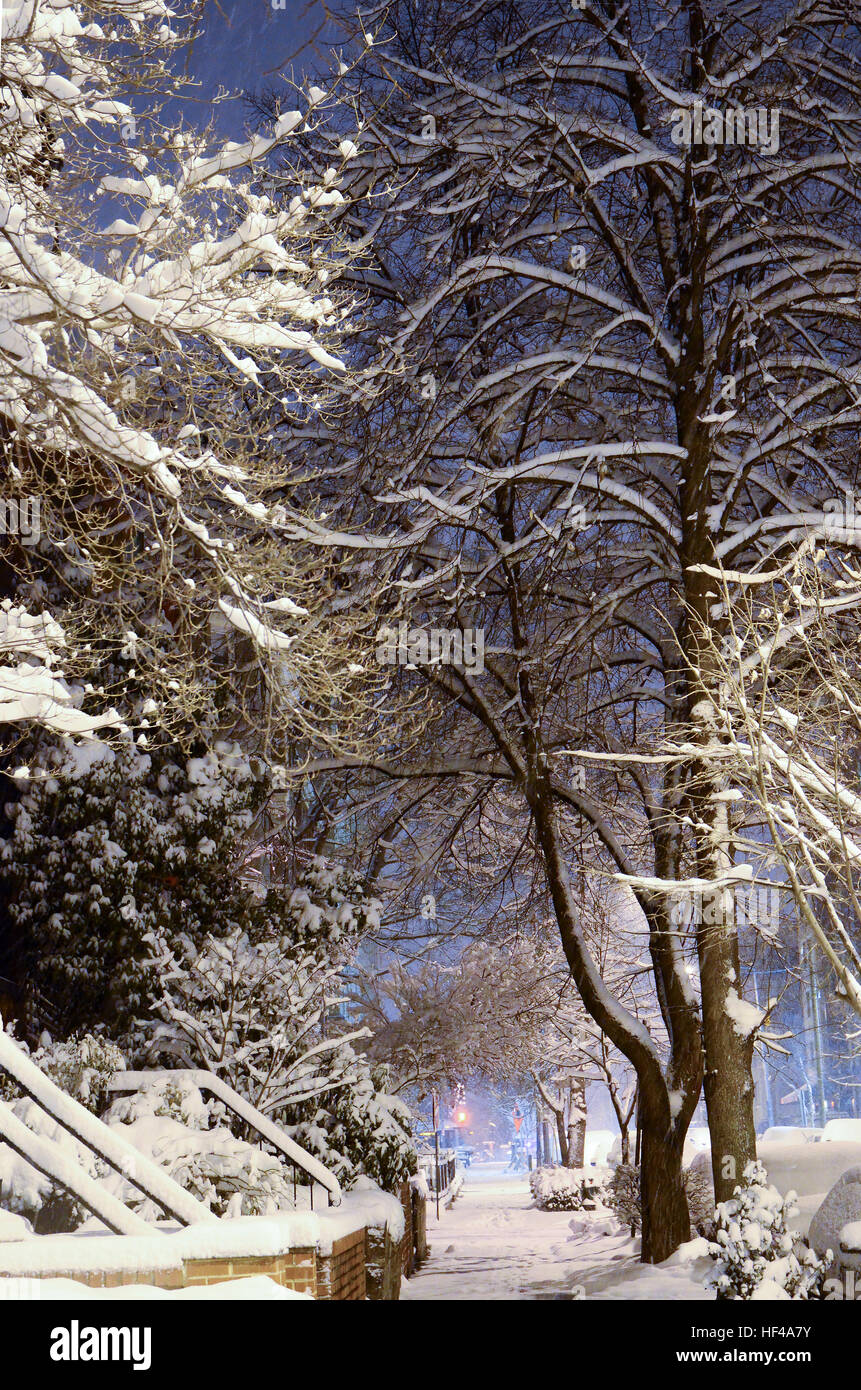 La neve si aggrappa ai rami di alberi in una strada residenziale di Washington DC. Foto Stock