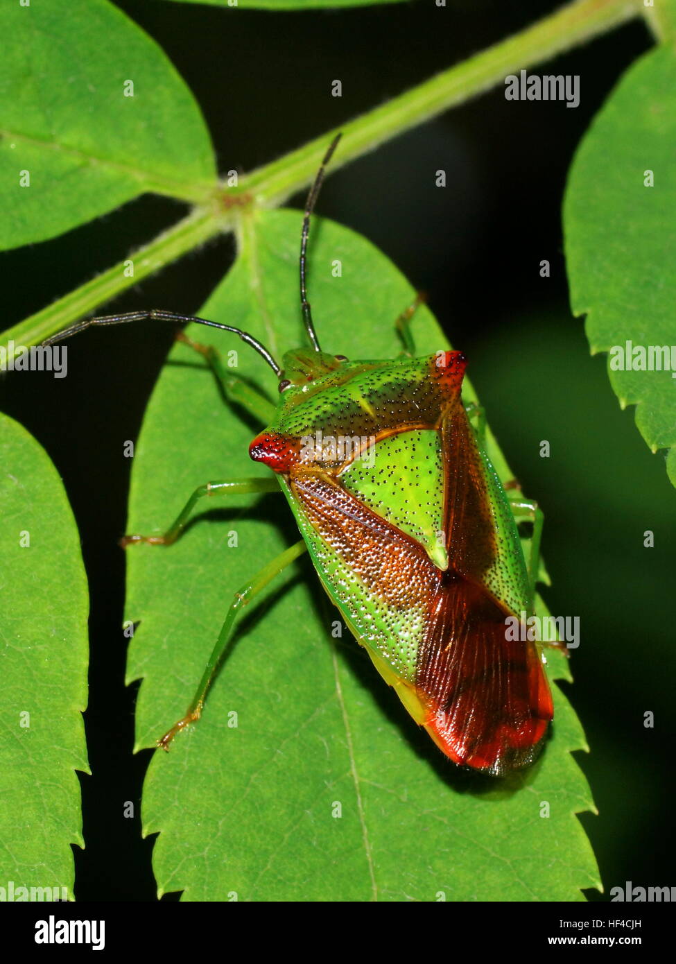 Bug esotici Acanthosoma haemorrhoidale. Protezione europea bug Foto Stock