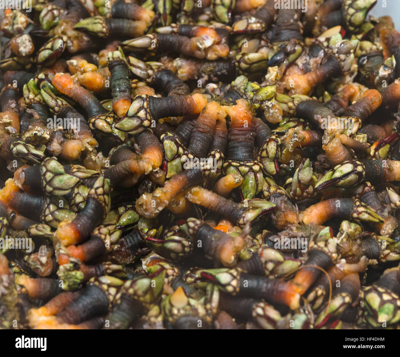 Percebes o oca cirripedi in vendita presso il San Anton Mercato in Madrid Foto Stock