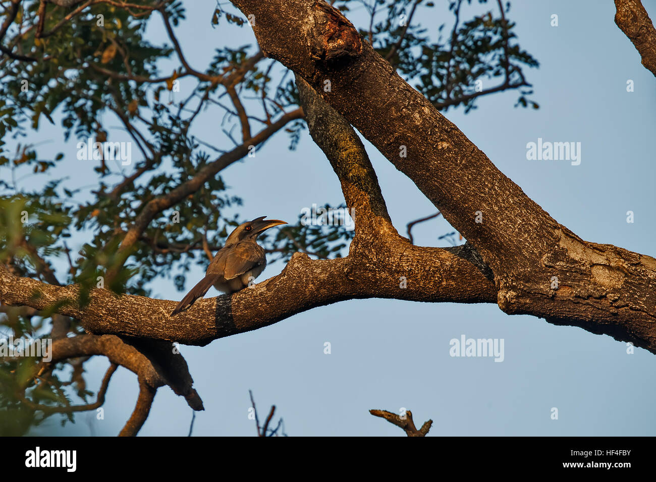 Indiano Hornbill grigio con una cavalletta nella sua fattura nel Parco Nazionale di Keoladeo in India Foto Stock