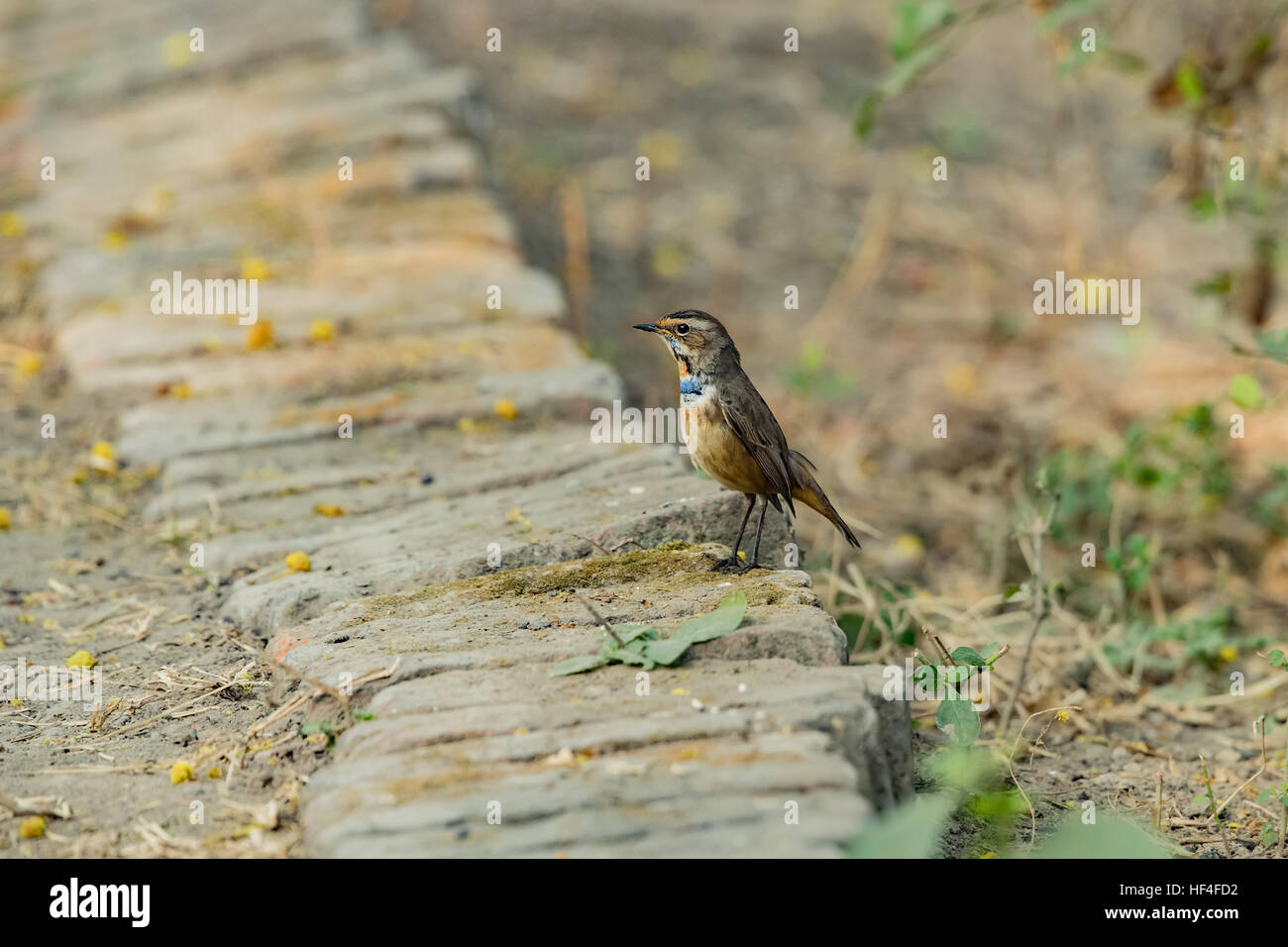 Il pettazzurro (Luscinia svecica) inverno visitatore bird in India con meno di colore blu sulla sua gola mentre si appollaia su rock Foto Stock
