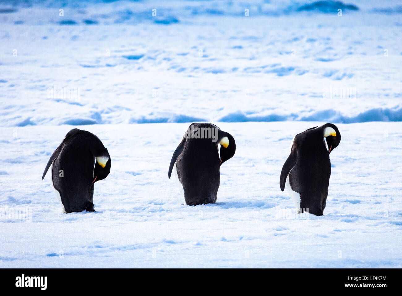 Tre pinguini imperatore preening, la pulizia e il rifornimento di oli sulla loro piume. L'Antartide Foto Stock