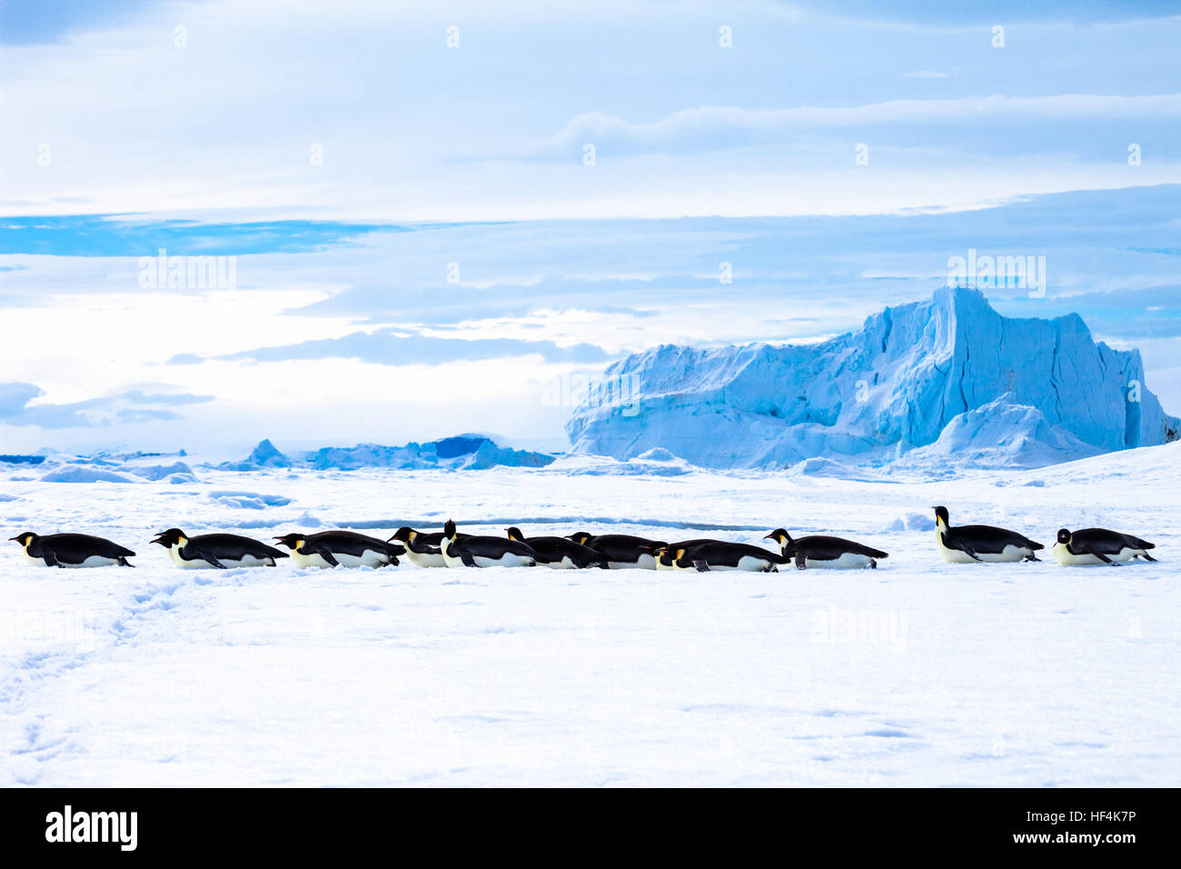 Pinguini imperatore toboggan attraverso il veloce di ghiaccio in Antartide Foto Stock