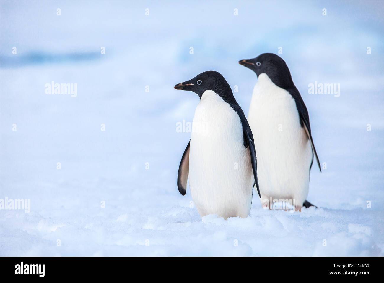 Due pinguini Adelie mantenendo un attento guardare fuori per i predatori Foto Stock