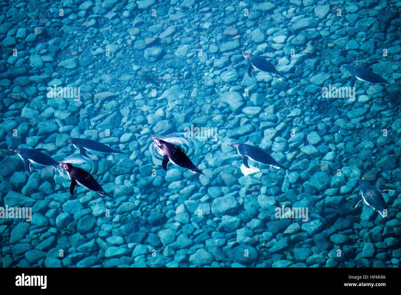 Un certo numero di Adelie pinguini nuotare attraverso le chiare acque blu off Paulet Island. L'Antartide Foto Stock