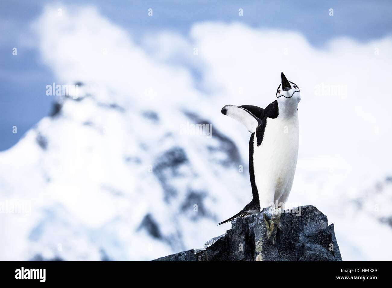 Un pinguino Chinstrap trumpts a voce alta. L'Antartide. Foto Stock