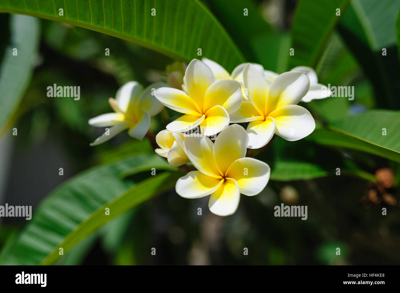 Bella bianco fiori di bouganville su un albero in estate Park Foto Stock