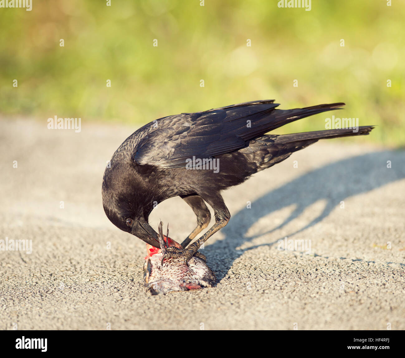 Crow mangiare un pesce in Florida zone umide Foto Stock