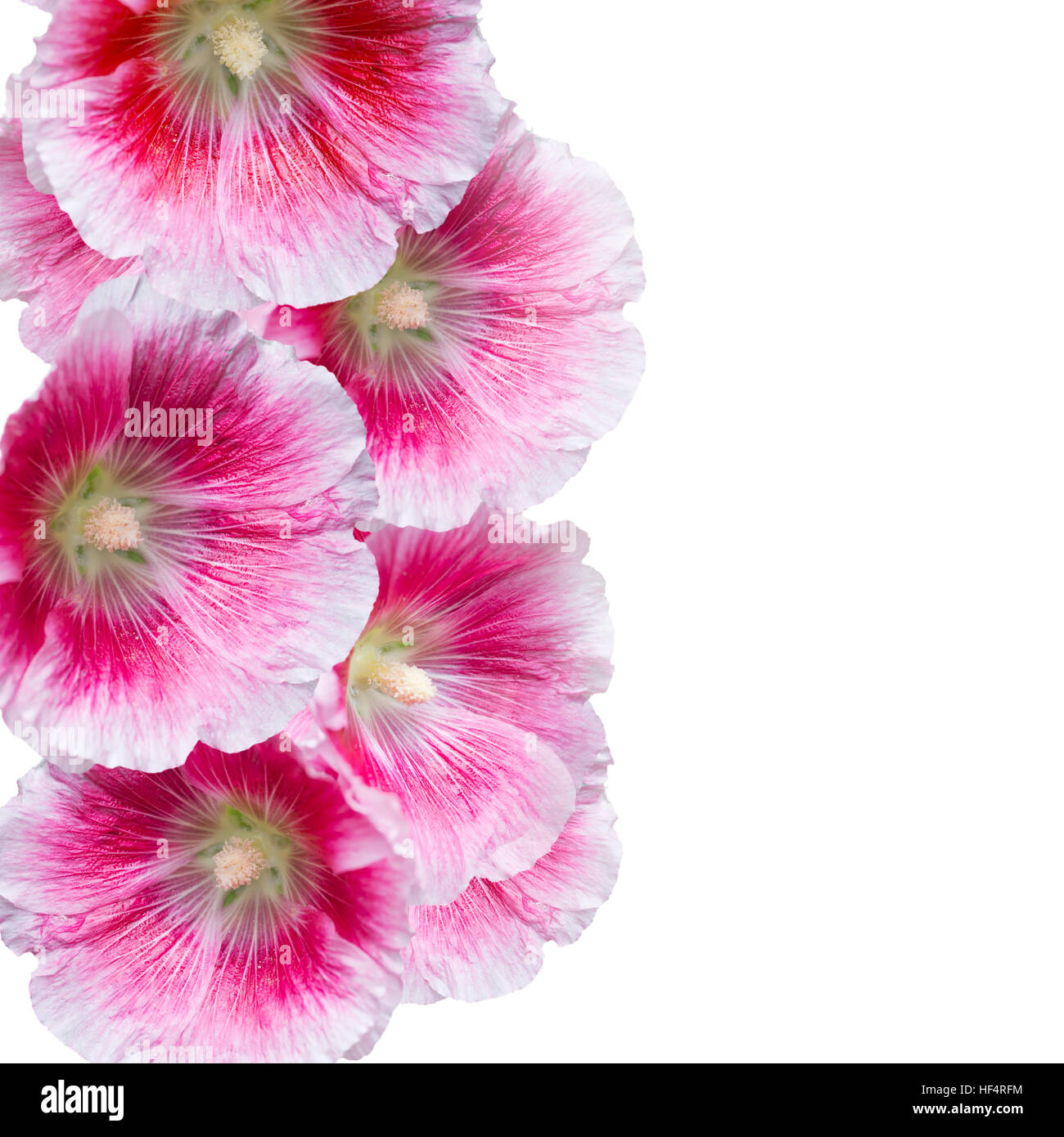 Hollyhock fiori isolati su sfondo bianco Foto Stock