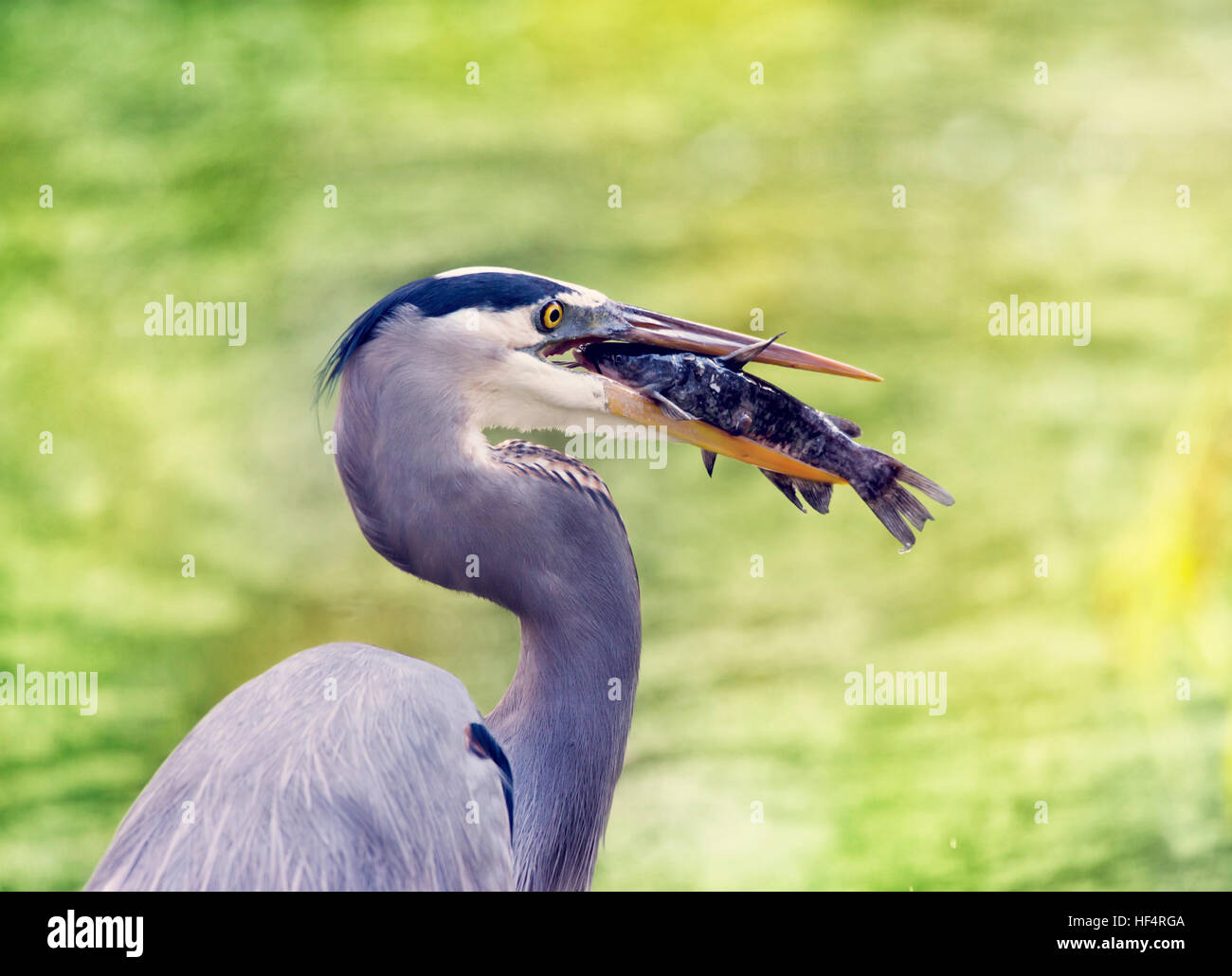 Airone Blu di mangiare un pesce gatto Foto Stock