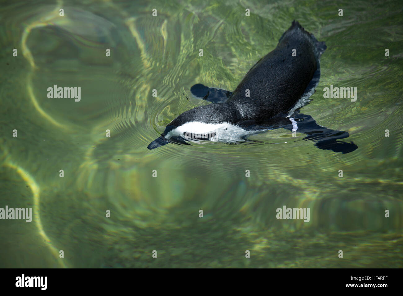 Pinguino africano, chiamato anche il nero-footed penguin, nuoto Foto Stock