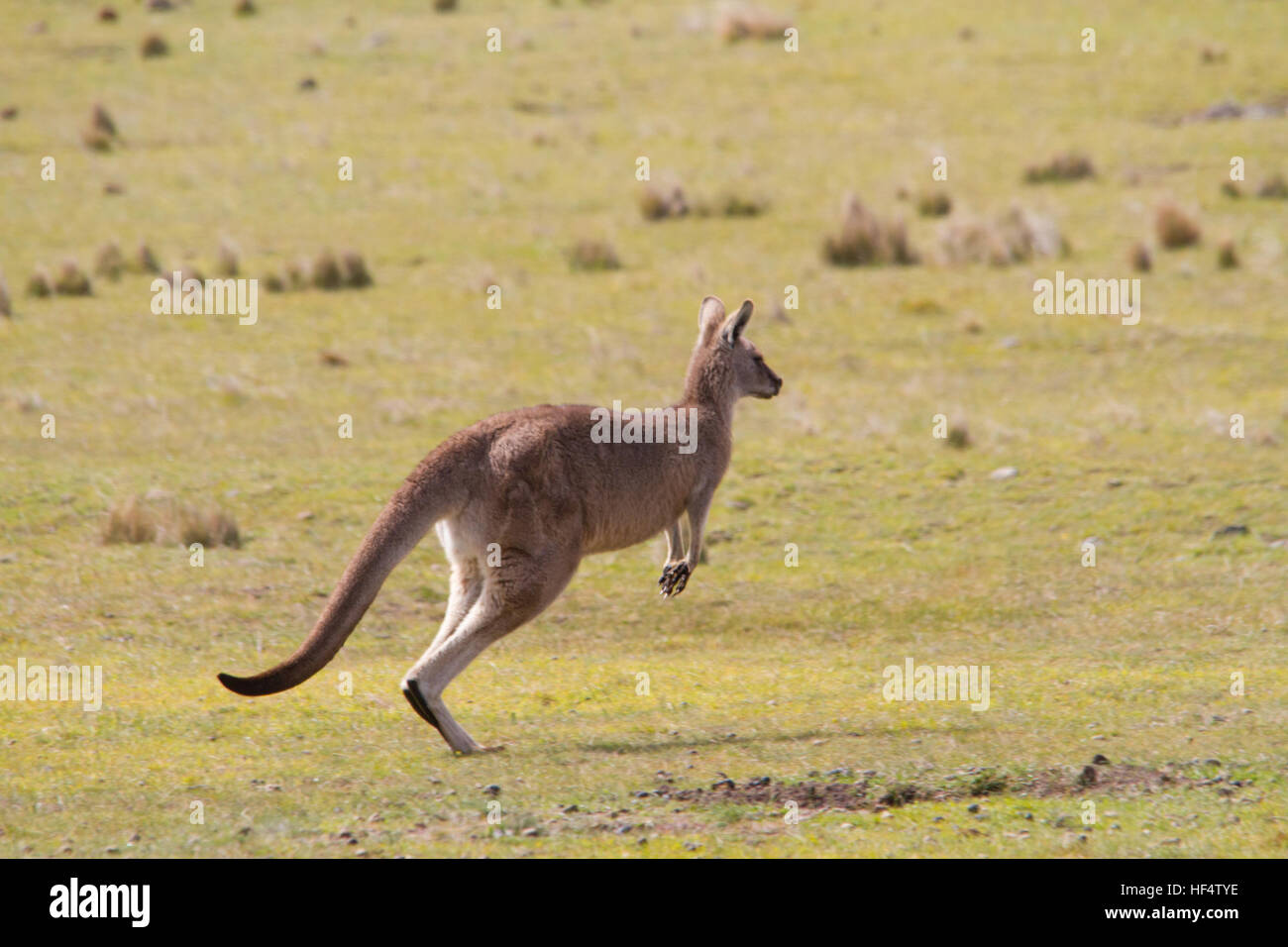 Orientale canguro grigio (macropus giganteus) è anche noto come il grande grigio Canguro e il boscaiolo kangaroo Foto Stock