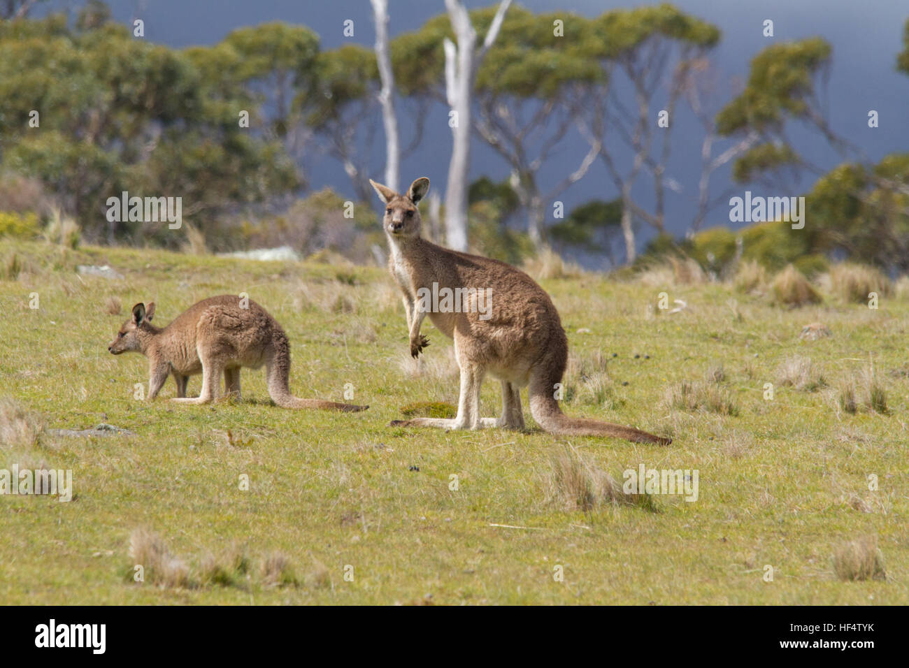 Orientale canguro grigio (macropus giganteus) è anche noto come il grande grigio Canguro e il boscaiolo kangaroo Foto Stock