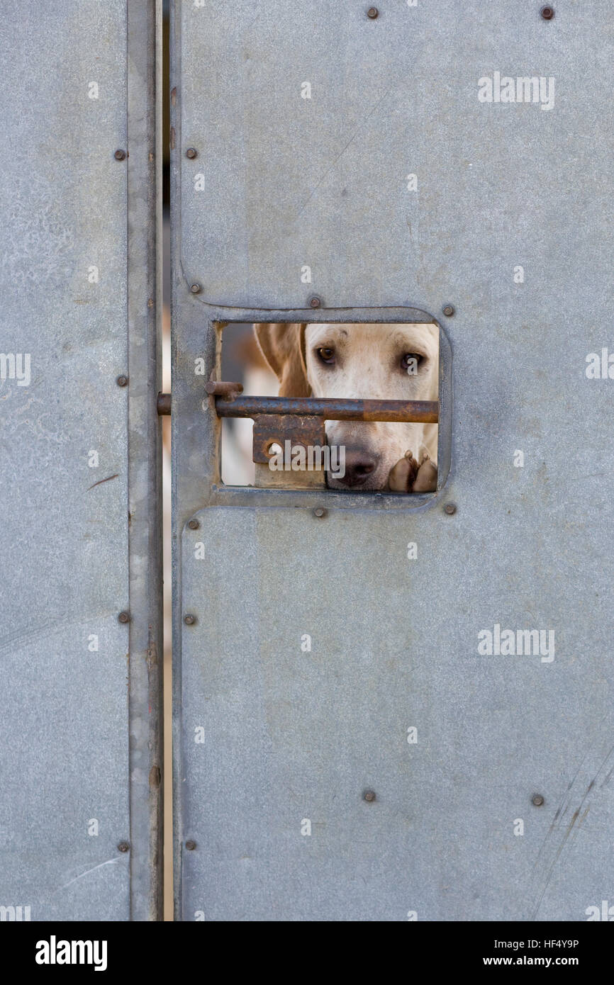 Dietro le porte chiuse, Foxhound bloccato in dietro grandi porte in acciaio Foto Stock