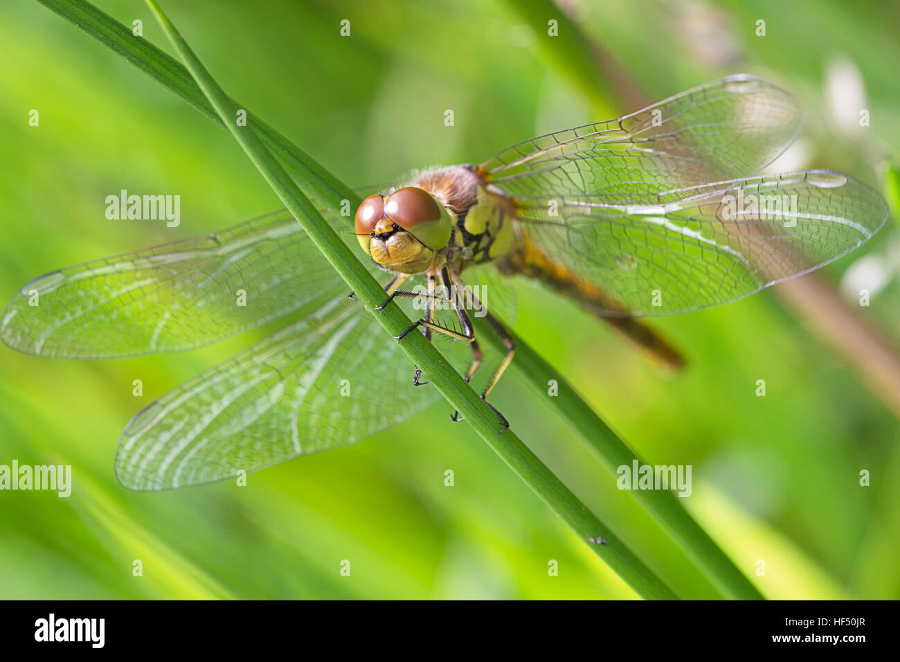 Appena emerse Darter comune dragonfly (Sympetrum striolatum), Cambridgeshire, Inghilterra, Regno Unito. Foto Stock