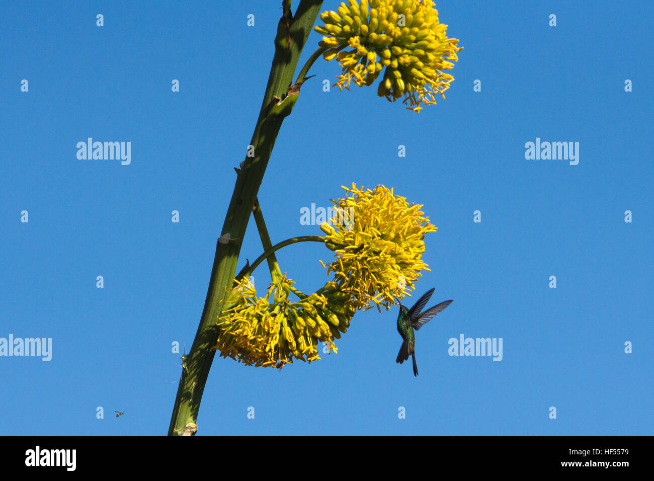 Un cubano Emerald hummingbird alimentazione su agave fiori in Cuba Foto Stock
