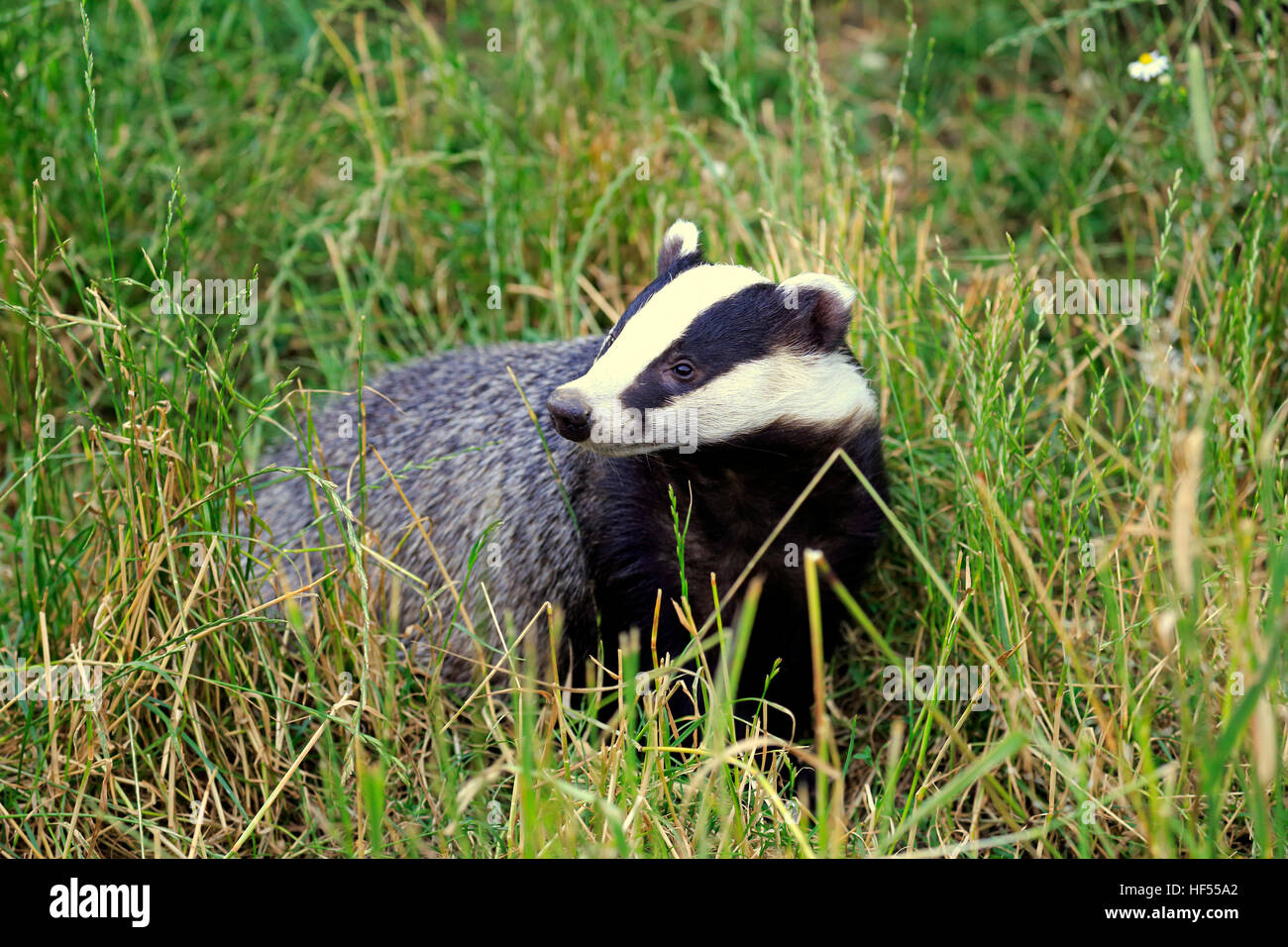 Badger, (Meles meles), adulti alla ricerca di cibo, Surrey, Inghilterra, Europa Foto Stock