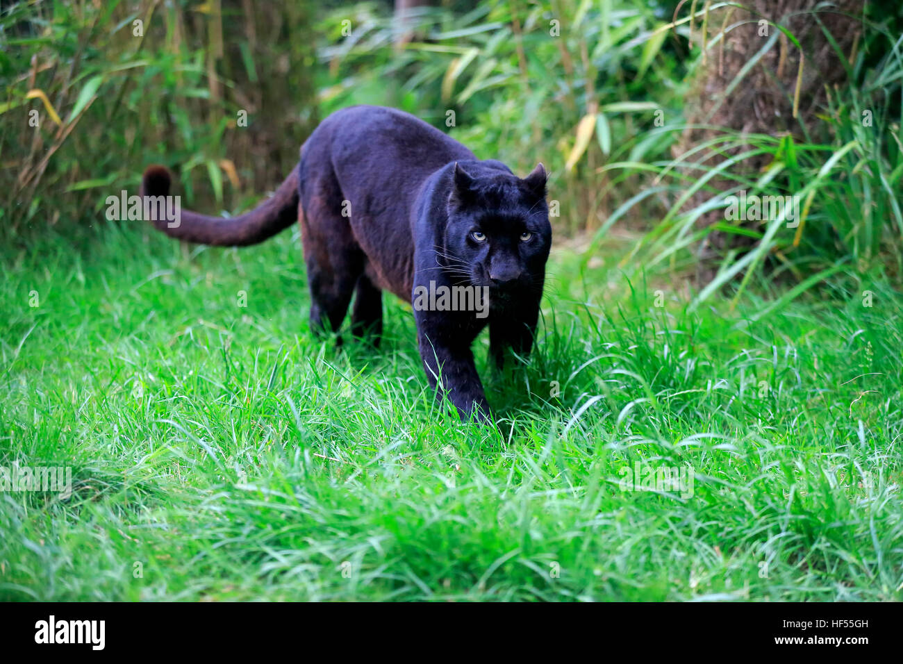 Leopard, Black Panther, (Panthera pardus), Adulto stalking, Africa Foto Stock