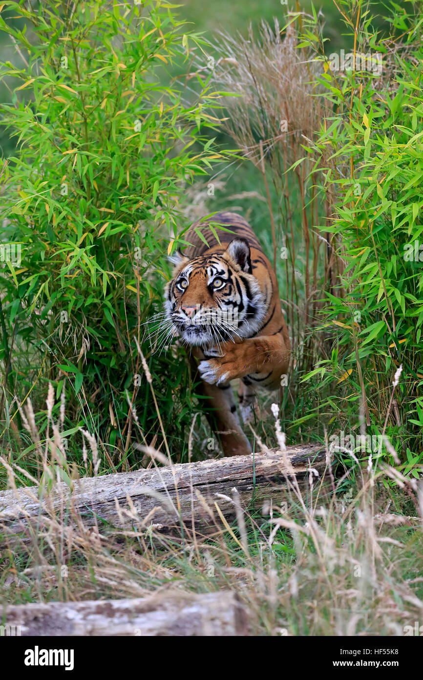 Tigre Siberiana, (Panthera tigris altaica), Adulto stalking, Asia Foto Stock