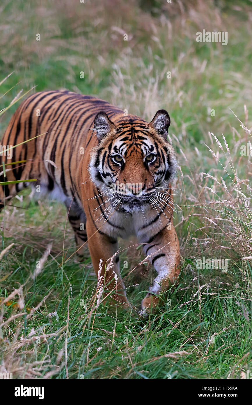 Tigre Siberiana, (Panthera tigris altaica), Adulto stalking, Asia Foto Stock
