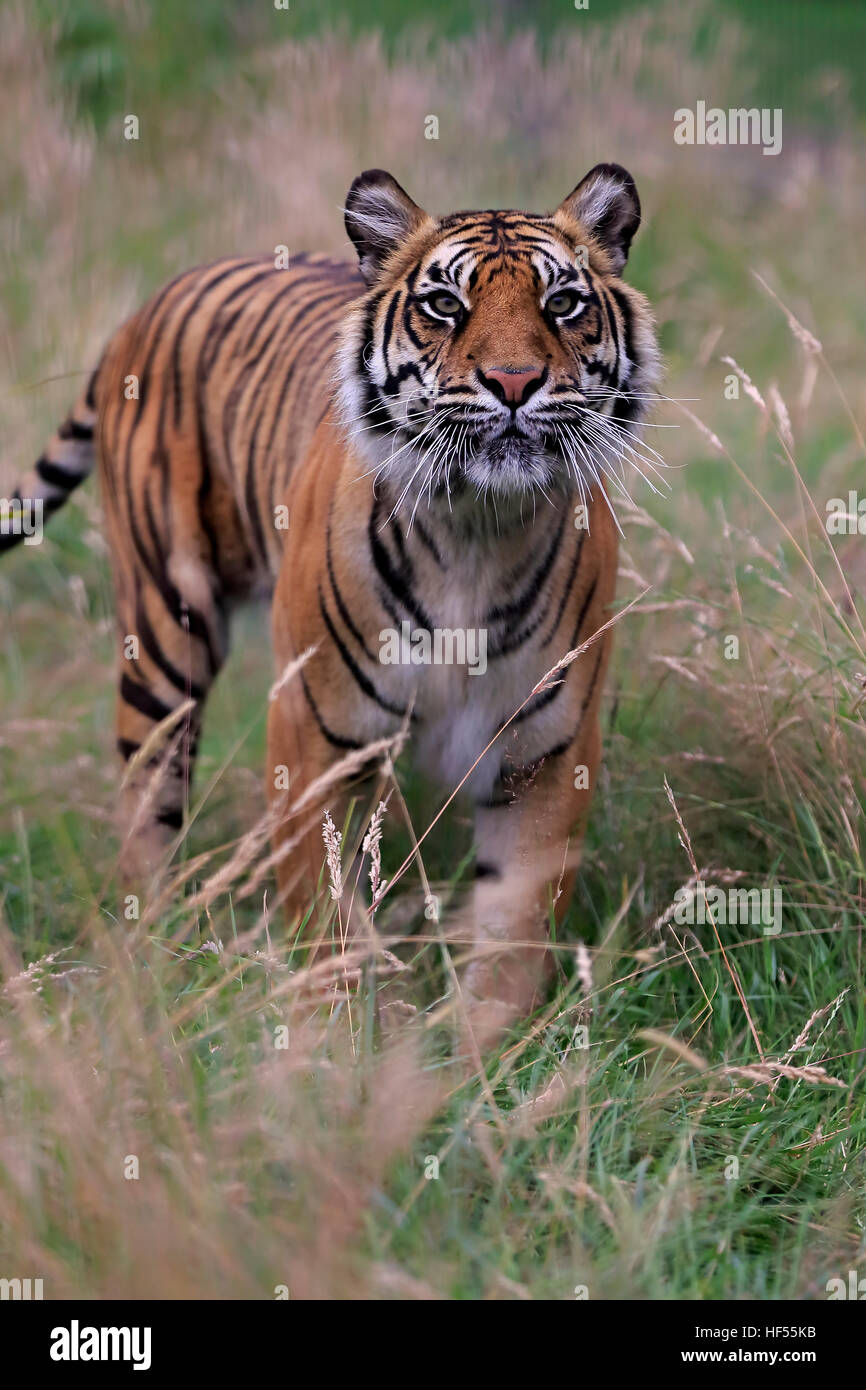 Tigre Siberiana, (Panthera tigris altaica), Adulto stalking, Asia Foto Stock