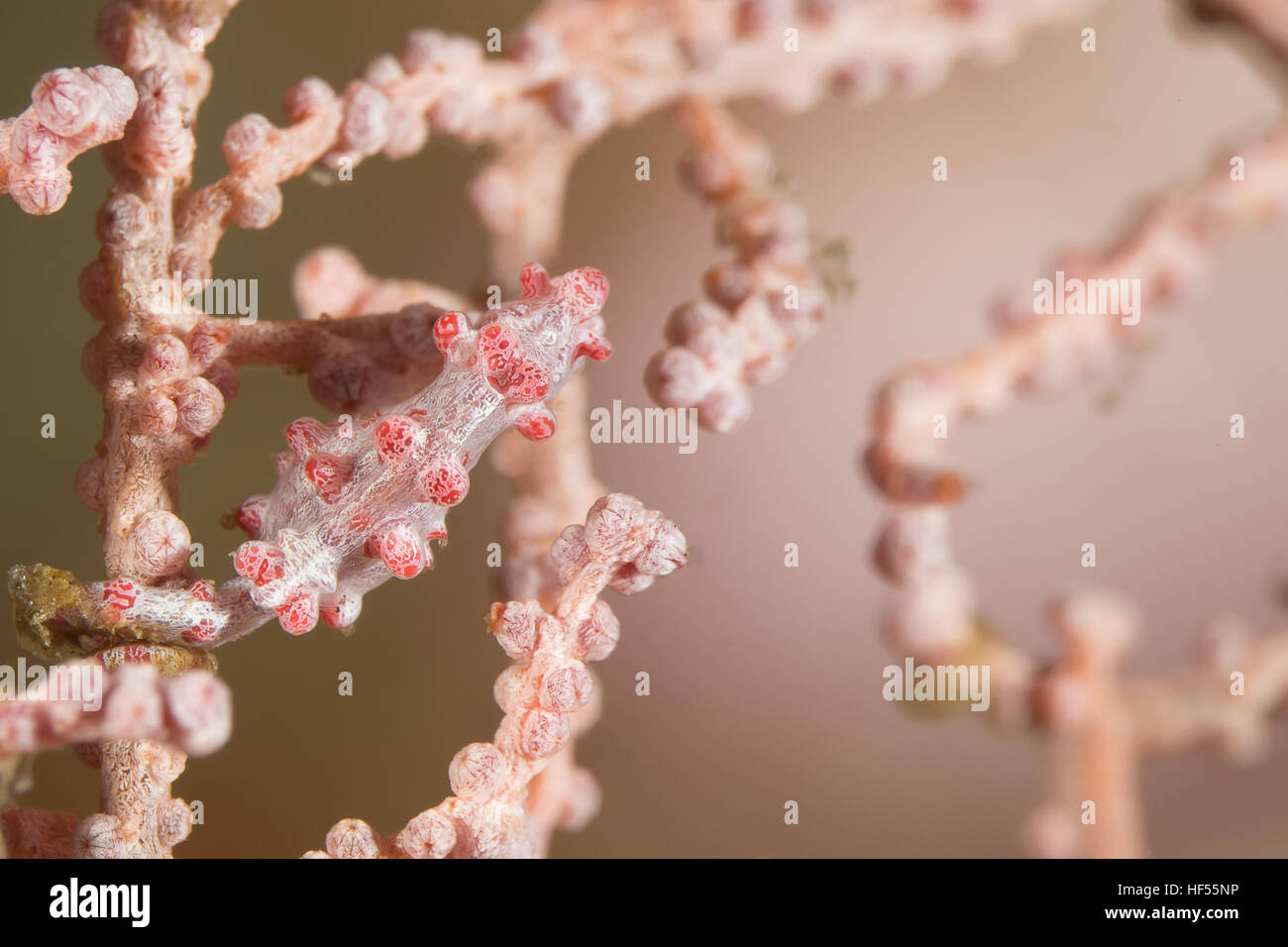 Foto subacquee di cavalluccio marino pigmeo è il comportamento di hiden e mimetizzare il corpo di coralli e abbina il loro colore e aspetto Foto Stock