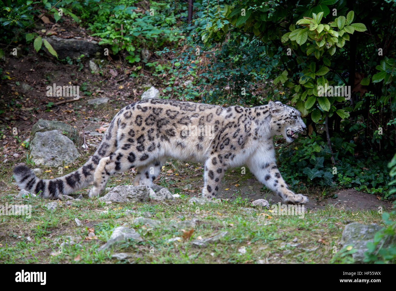 Vista laterale di un snow leopard, Panthera uncia, passeggiate nella foresta nella stagione estiva. Questo felino, noto anche come oncia è un grande cat nativo della Foto Stock