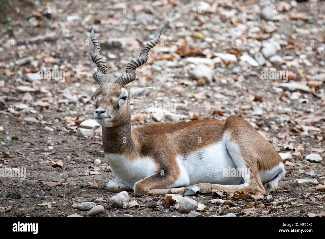 Un blackbuck, o indiano, antilope Antilope cervicapra, in appoggio sul terreno. Questo antelope è nativo in India ed è stata introdotta in Argentina Foto Stock