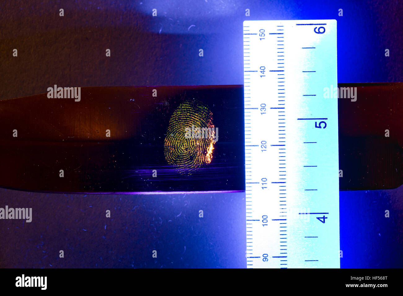 Scena del crimine evidenziate impronte digitali su una lama di coltello in un forense polvere fluorescente e illuminate con una lampada fluorescente fonte di luce UV da un CSI Foto Stock