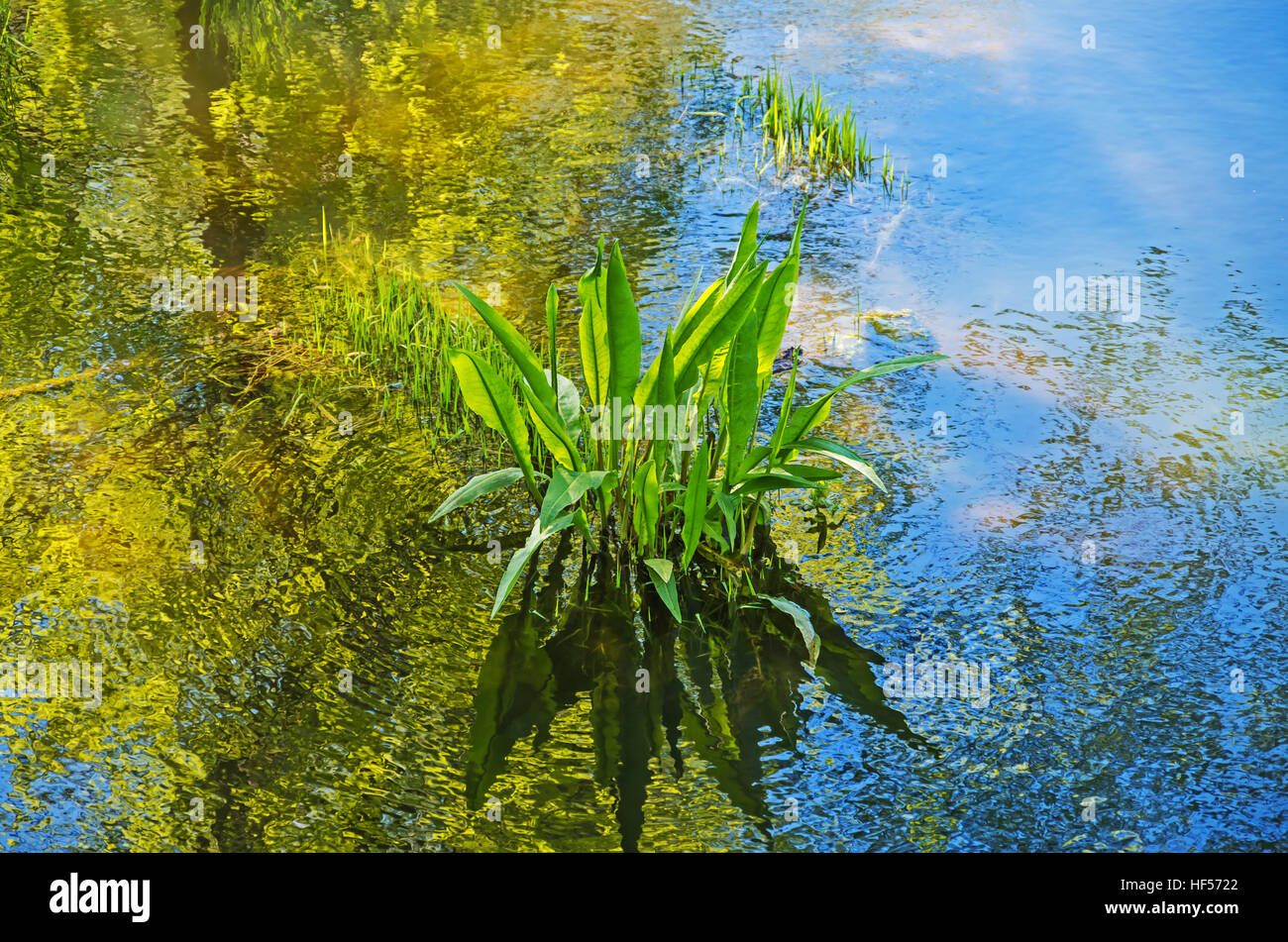 Le Alghe verdi nel fiume paludi della soleggiata mattina di primavera Foto Stock