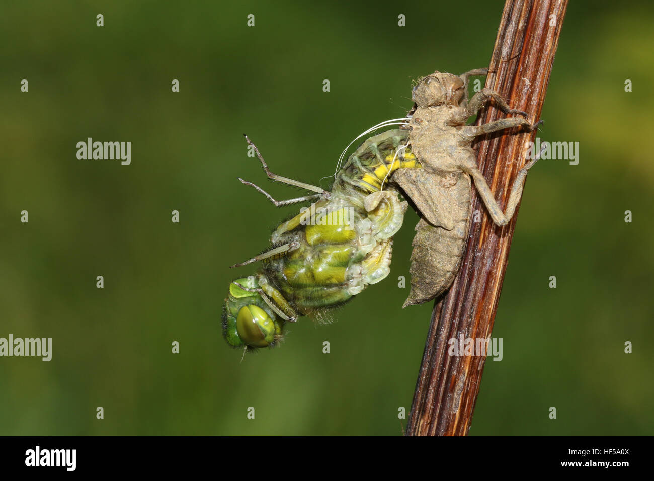 Un emergente ampia corposi Chaser Dragonfly (Libellula depressa). Foto Stock