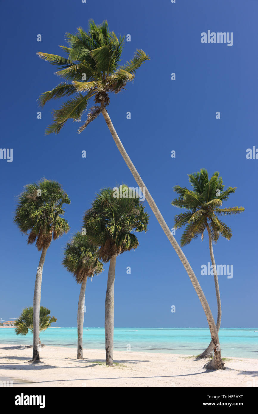 Palme da cocco (Cocos nucifera) su una spiaggia vicino a Punta Cana, Repubblica Dominicana, dei Caraibi Foto Stock