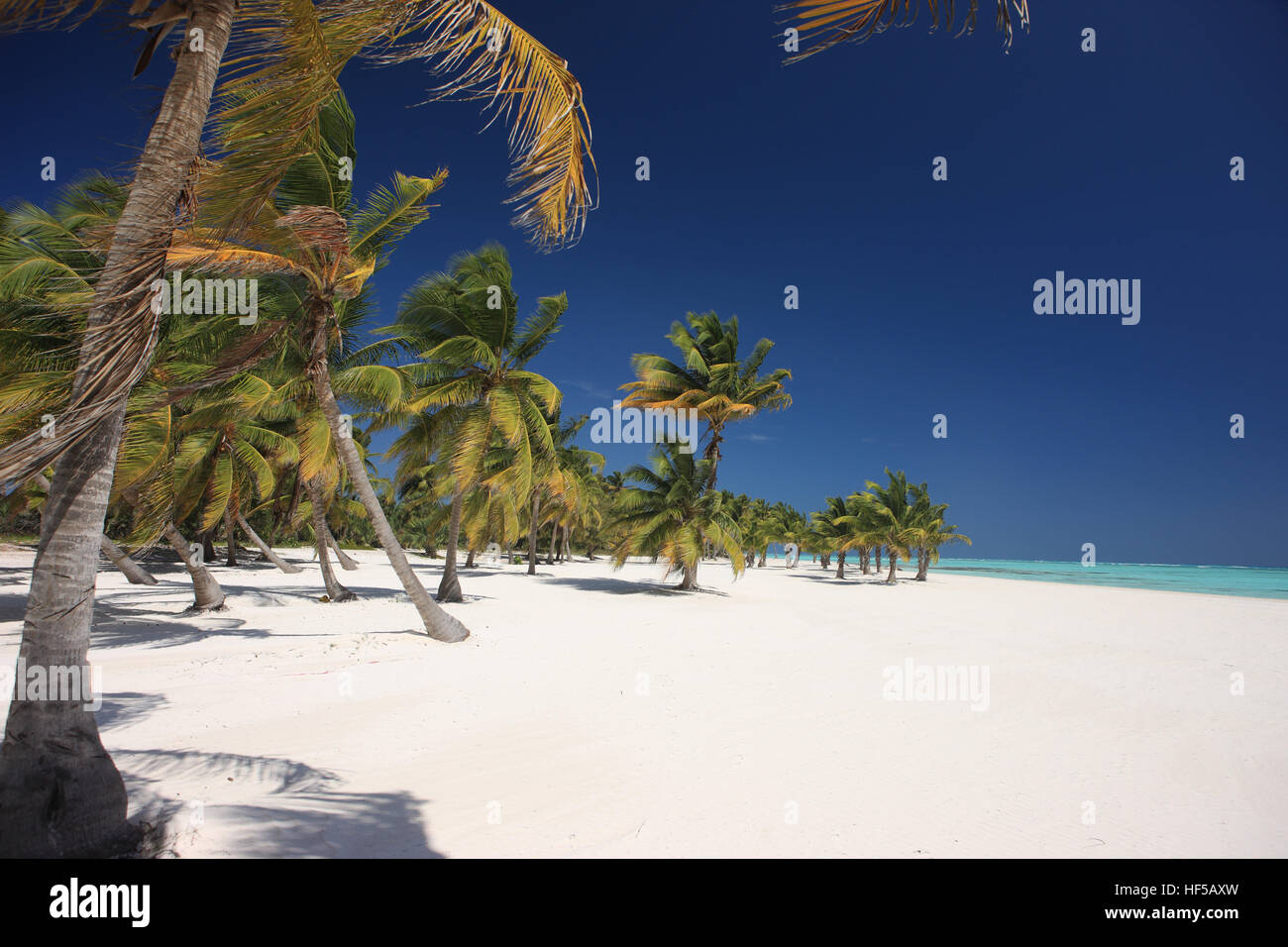 Palme da cocco (Cocos nucifera) su una spiaggia vicino a Punta Cana, Repubblica Dominicana, dei Caraibi Foto Stock