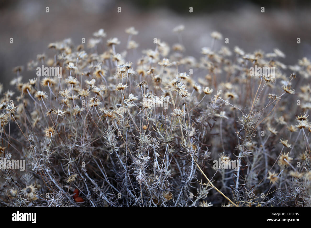 Foto delicati fiori secchi nei campi Foto Stock