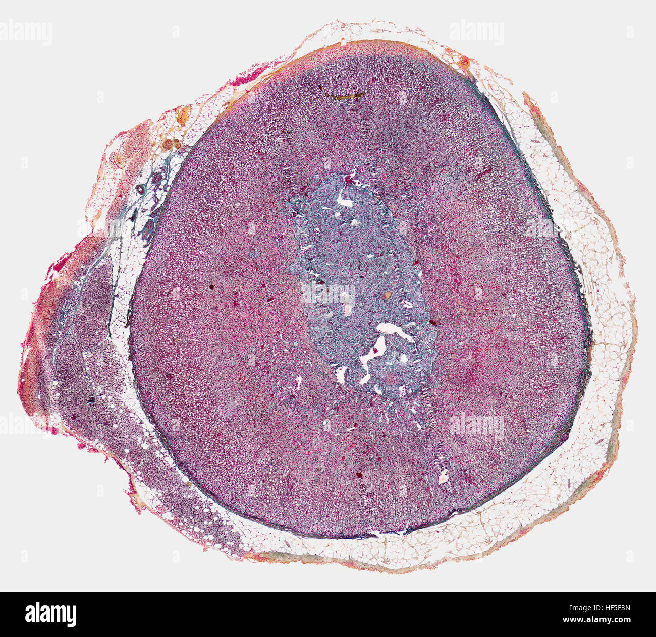 Microscopiche di sezione trasversale che illustra la ghiandola surrenale di un ratto Foto Stock