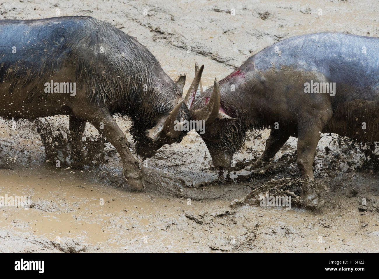 Bull lotta celebrando Lunar 3 marzo Festival canoro, Sanjiang, provincia di Guangxi, Cina Foto Stock