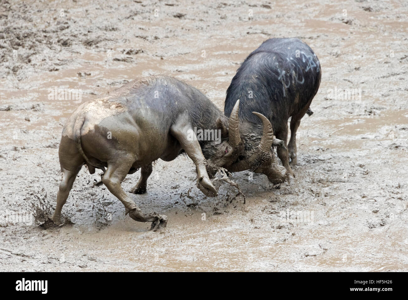 Bull lotta celebrando Lunar 3 marzo Festival canoro, Sanjiang, provincia di Guangxi, Cina Foto Stock