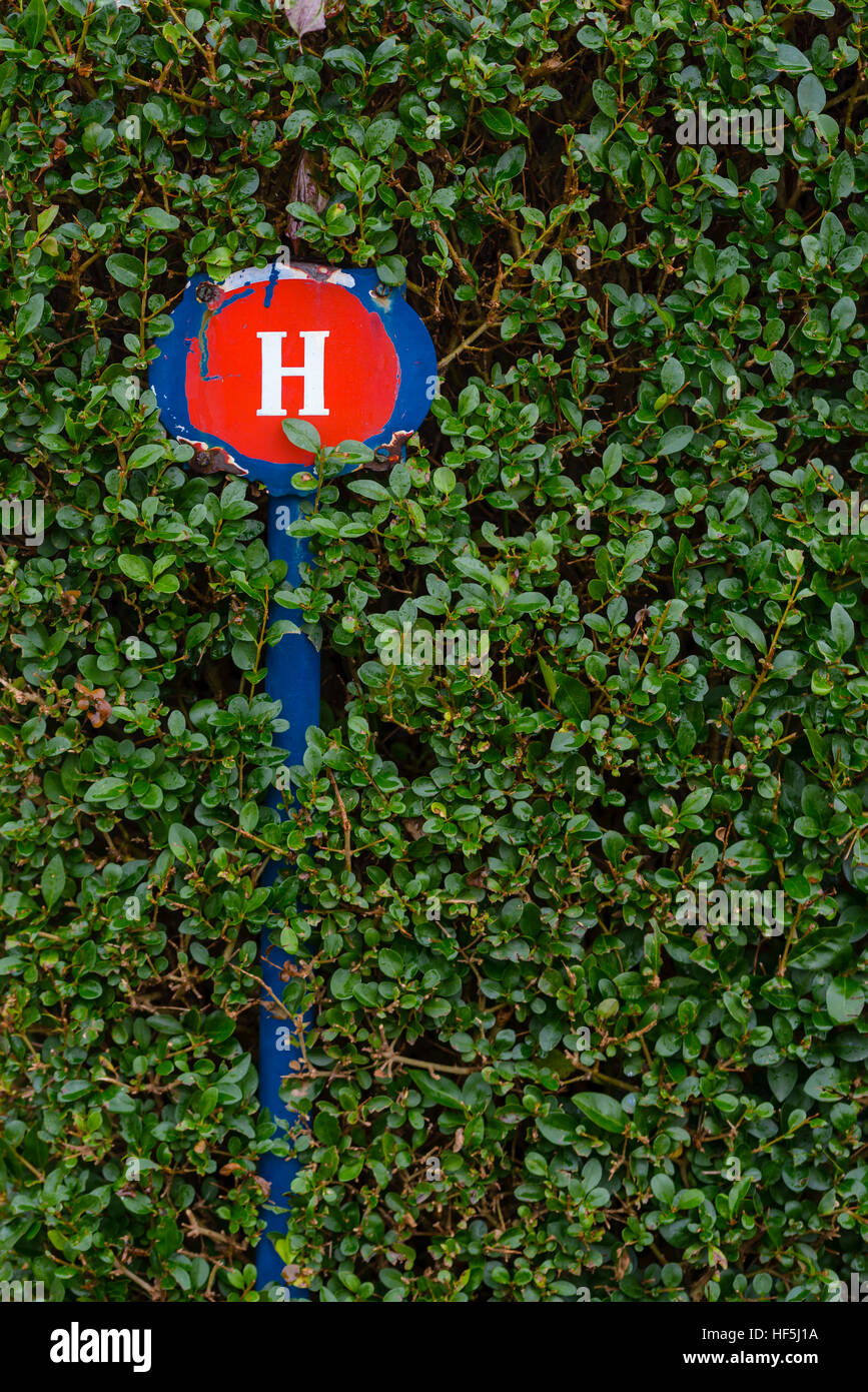 Valvola acqua o idrante cartello bianco lettera H su rosso e blu nella siepe verde Foto Stock