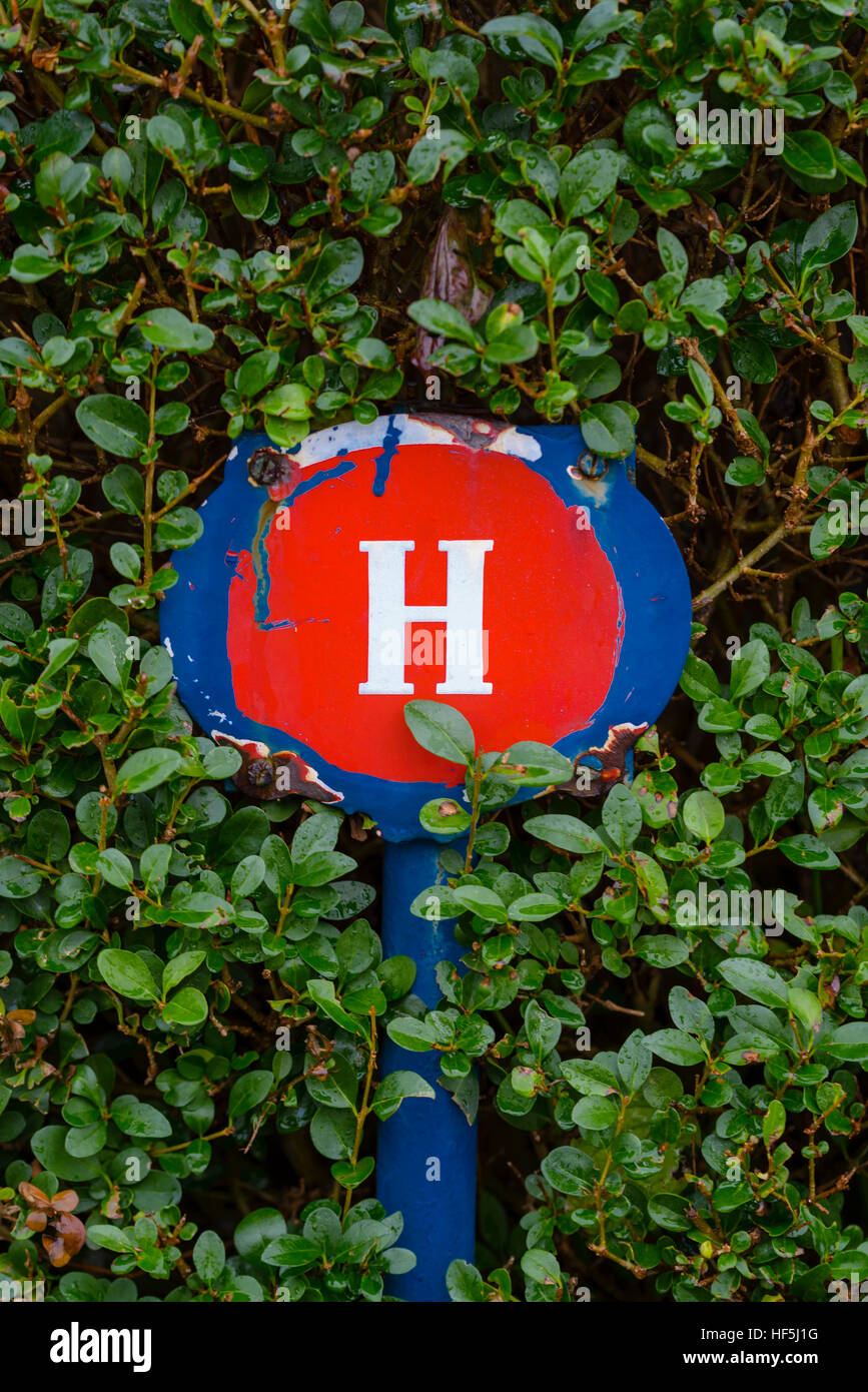 Valvola acqua o idrante cartello bianco lettera H su rosso e blu nella siepe verde Foto Stock