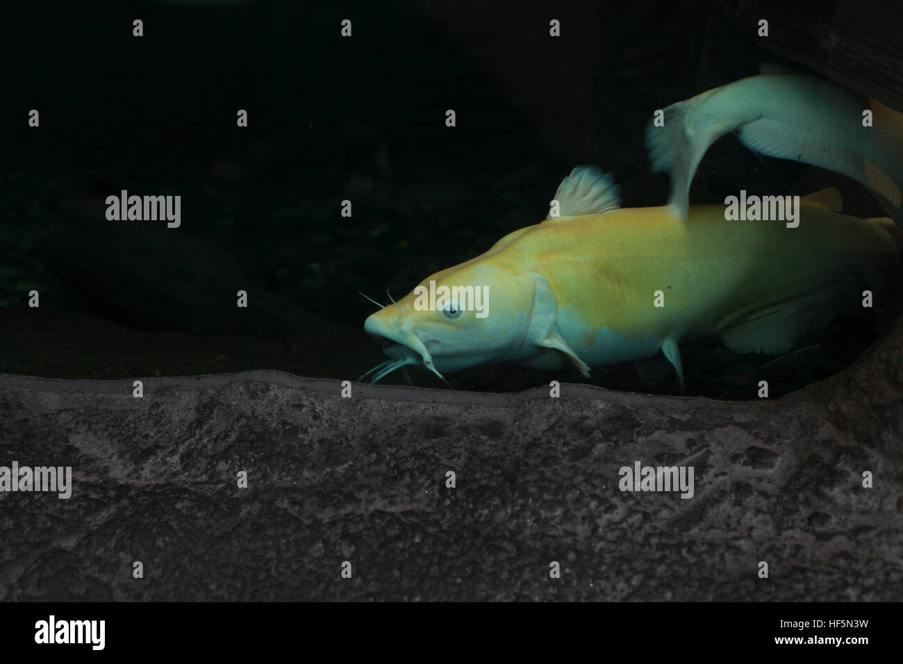 Close up leucistic blue catfish (Ictalurus furcatus) Foto Stock