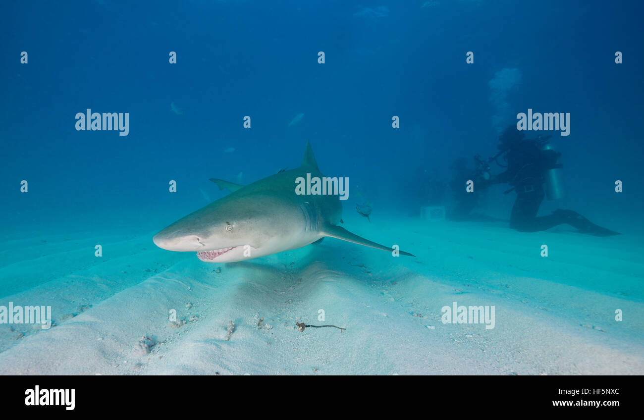 Lo squalo limone underwater fuori la costa di Grand Bahama, Bahamas. Foto Stock