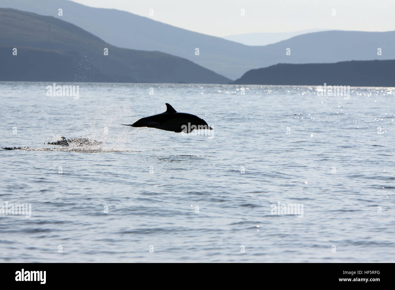 Focena Dolphin Portmagee Kerry Irlanda Foto Stock
