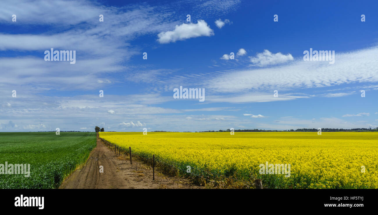 Colture di canola, nel pieno fiore di primavera, vicino a Barossa, South Australia, Australia Foto Stock