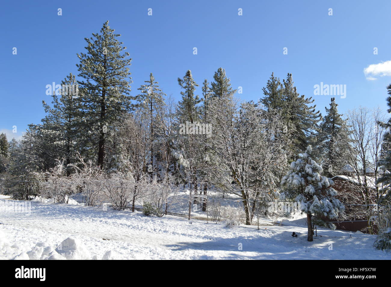 Alberi innevati nei pressi di Los Angeles Foto Stock