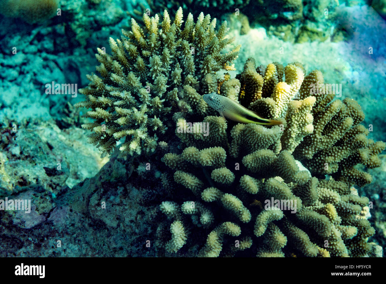 Coral reef Maldive oceano Indiano Foto Stock