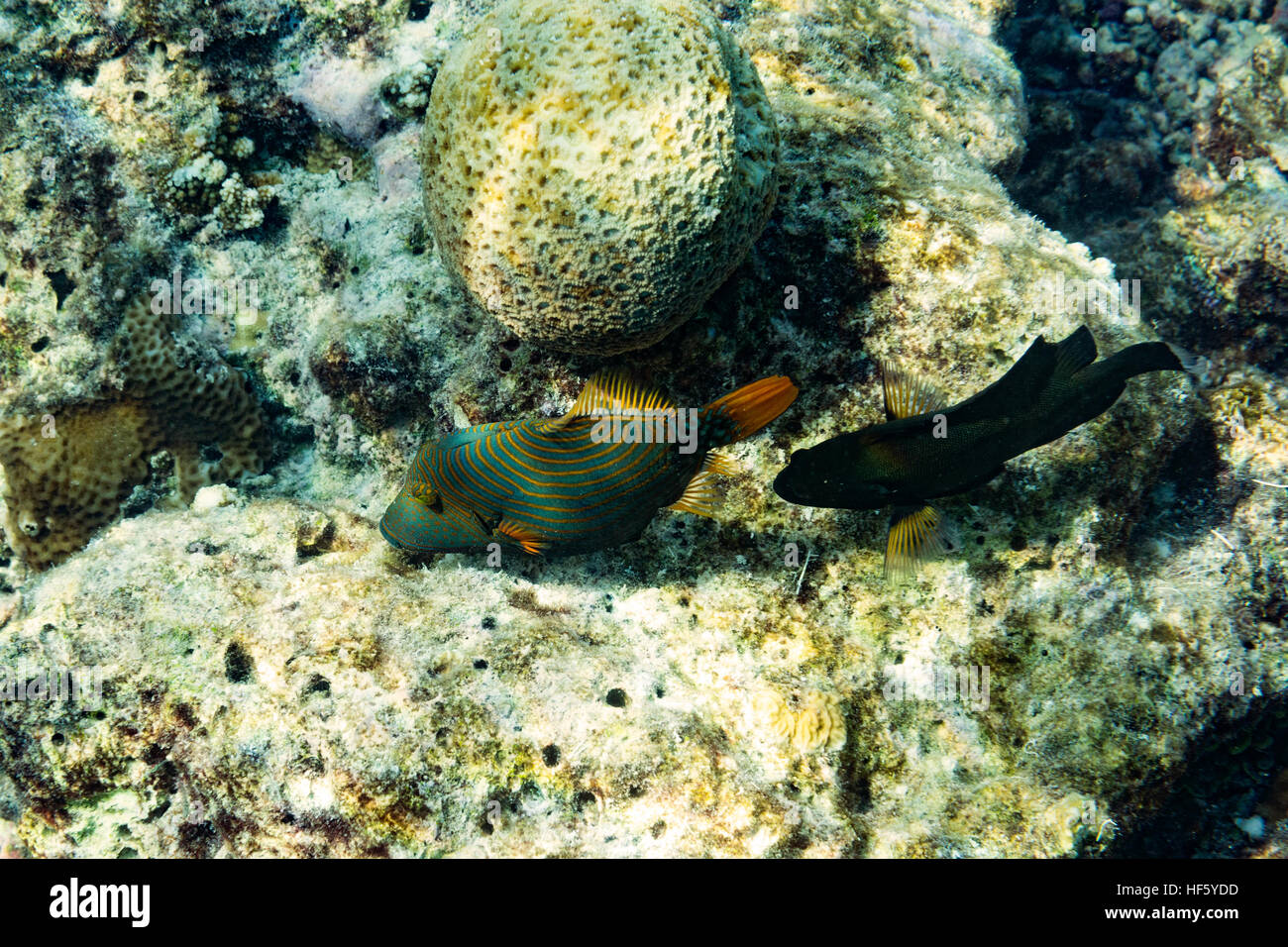 Coral reef Maldive oceano Indiano Foto Stock