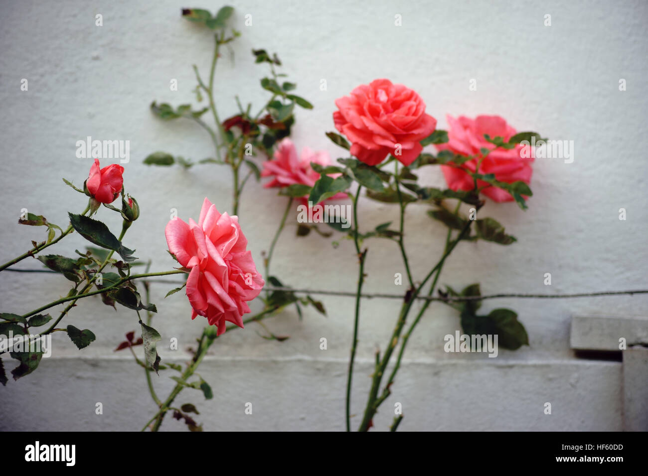 Rose sul telaio del filo Foto Stock