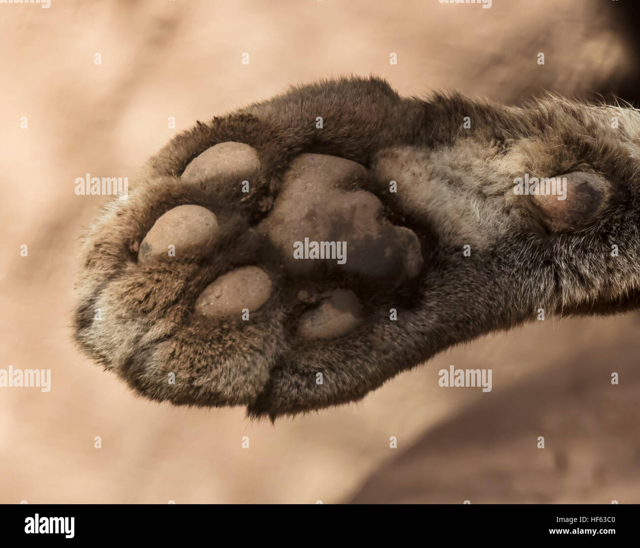 Mountain Lion; Puma; lion piedi closeup Foto Stock