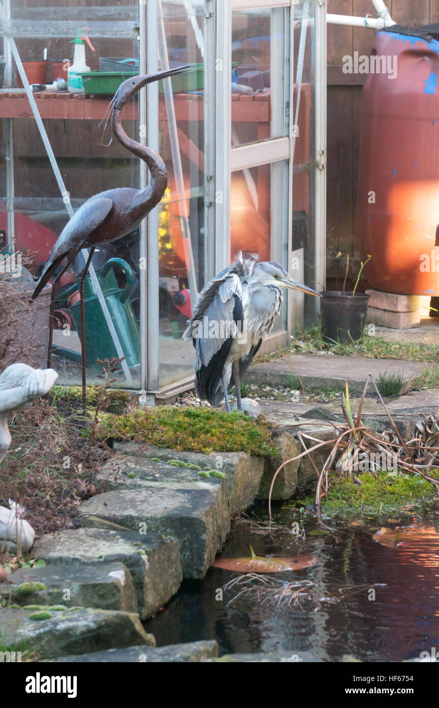 Un airone grigio si trova accanto a un laghetto giardino domestico accanto a una scultura in metallo di un Heron, Inghilterra, Regno Unito Foto Stock